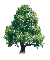 Family Tree